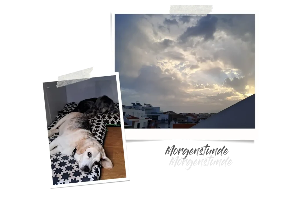 Zwei Polaroids, das eine zeigt den bewölkten Himmel, durch den die Sonne langsam aufgeht. Das andere zeigt die beiden Hunde entspannt auf ihren Hundekissen chillen.
