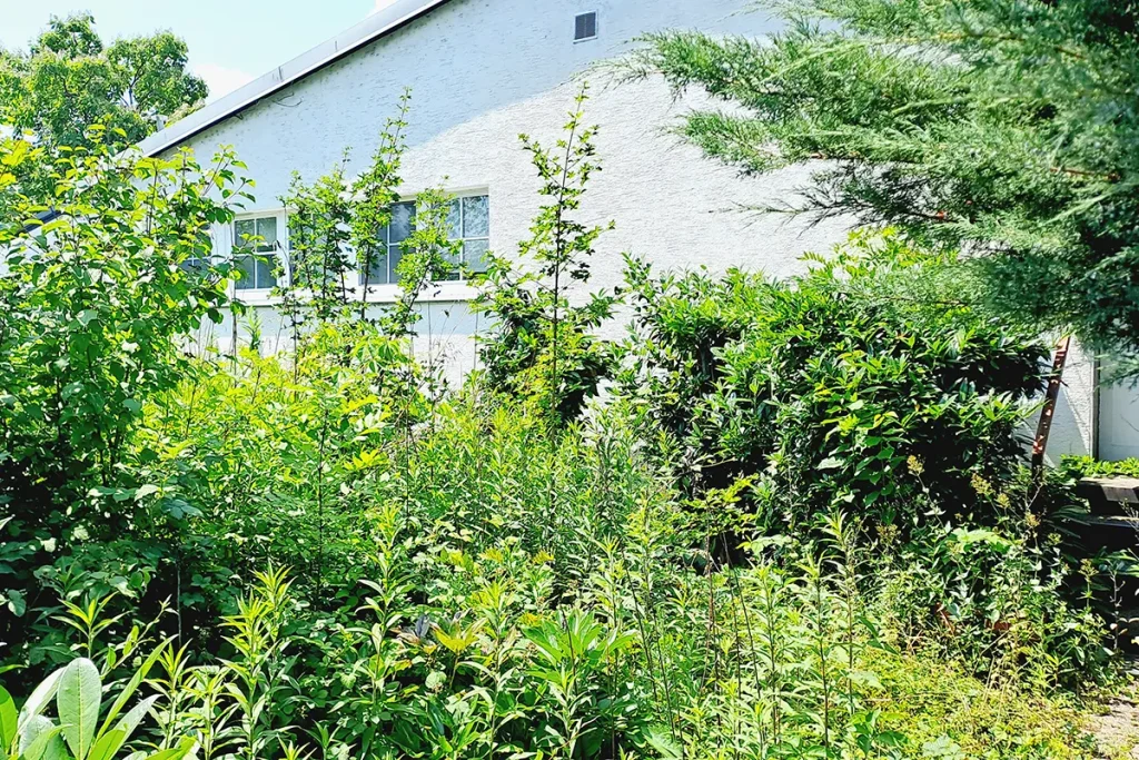 Reihenhaus mit zugewachsenem Vorgarten.