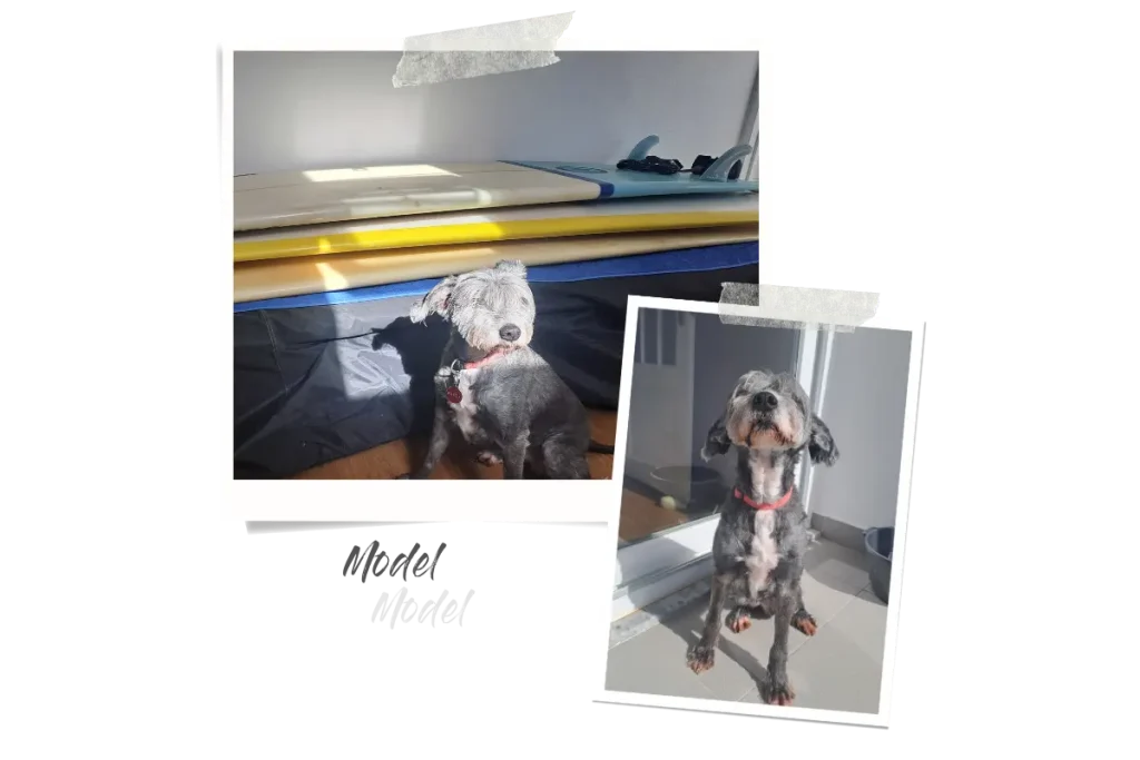 Zwei Polaroids, eins zeigt meine Hündin, wie sie in der Sonne chillt, das andere mit meinen Surfboards im Hintergrund.