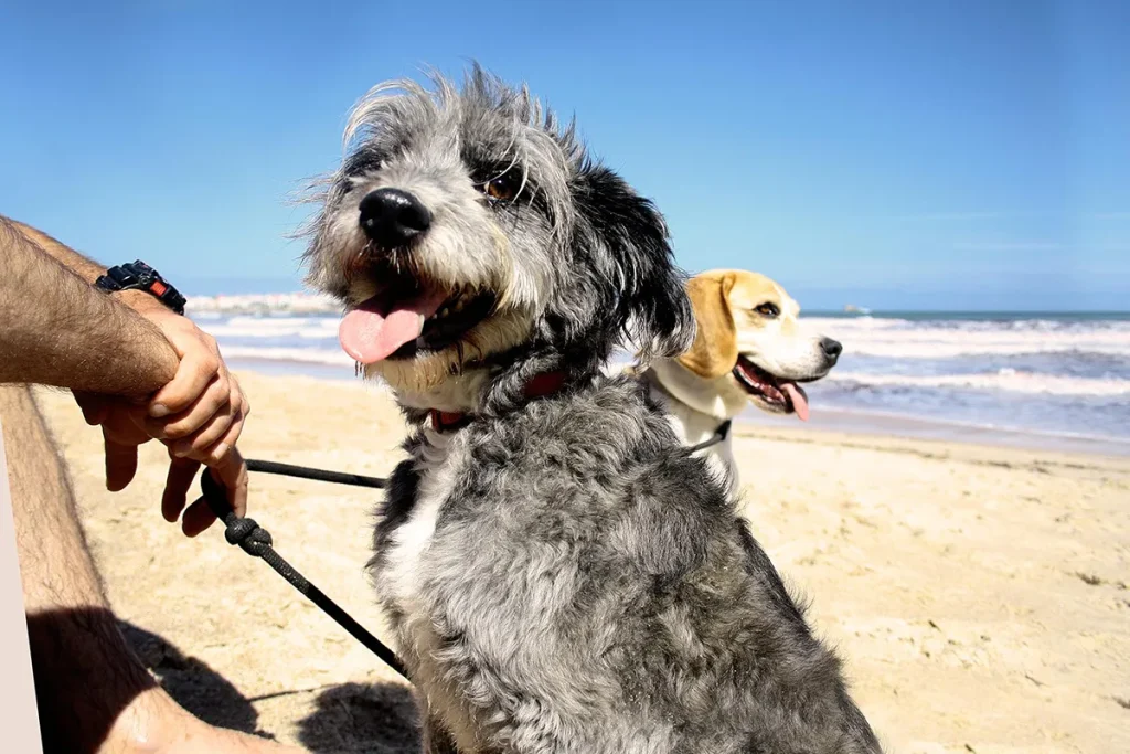 Rasta und Oddie an der Leine am Strand. Rasta blickt in die Kamera und Oddie schaut dahinter in die Ferne.