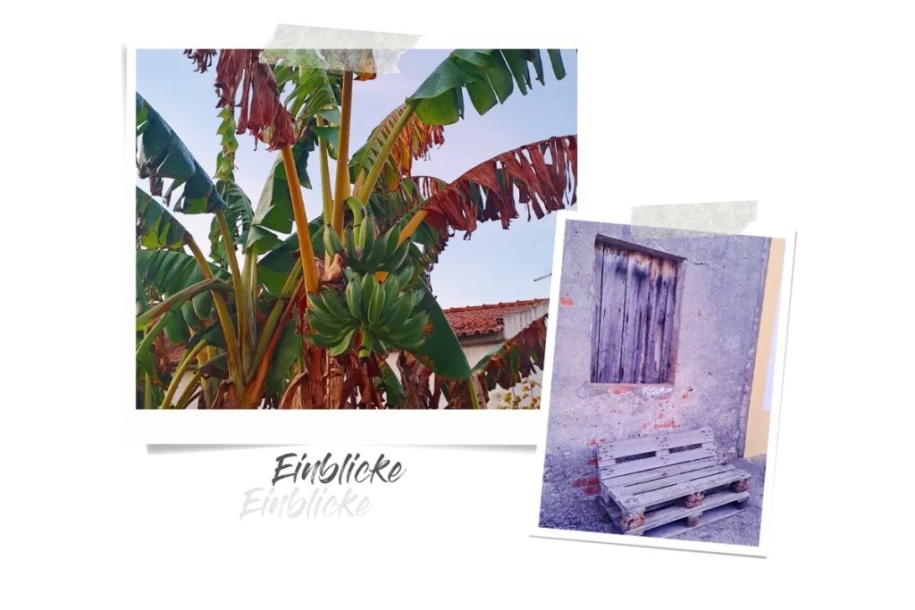 Zwei Polaroids, eins zeigt einen Bananenbaum und kleine grüne Bananen, das andere eine Bank aus Paletten vor einem Haus.