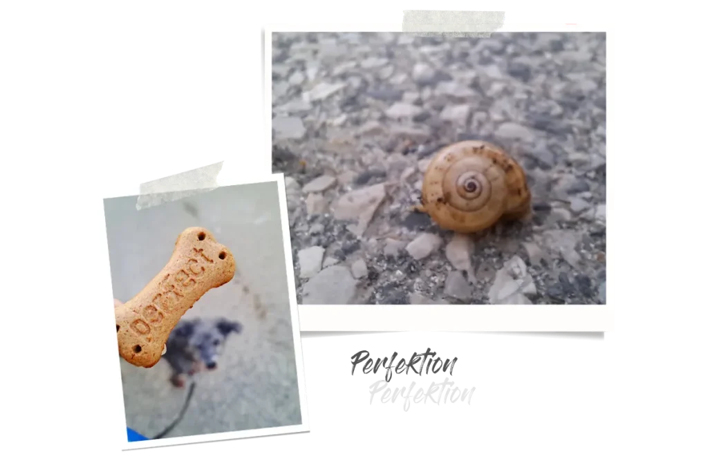 Zwei Polaroids, eins zeigt eine Schnecke auf der Straße, das andere die Nahaufnahme eines Leckerlis und im Hintergrund der Hund.