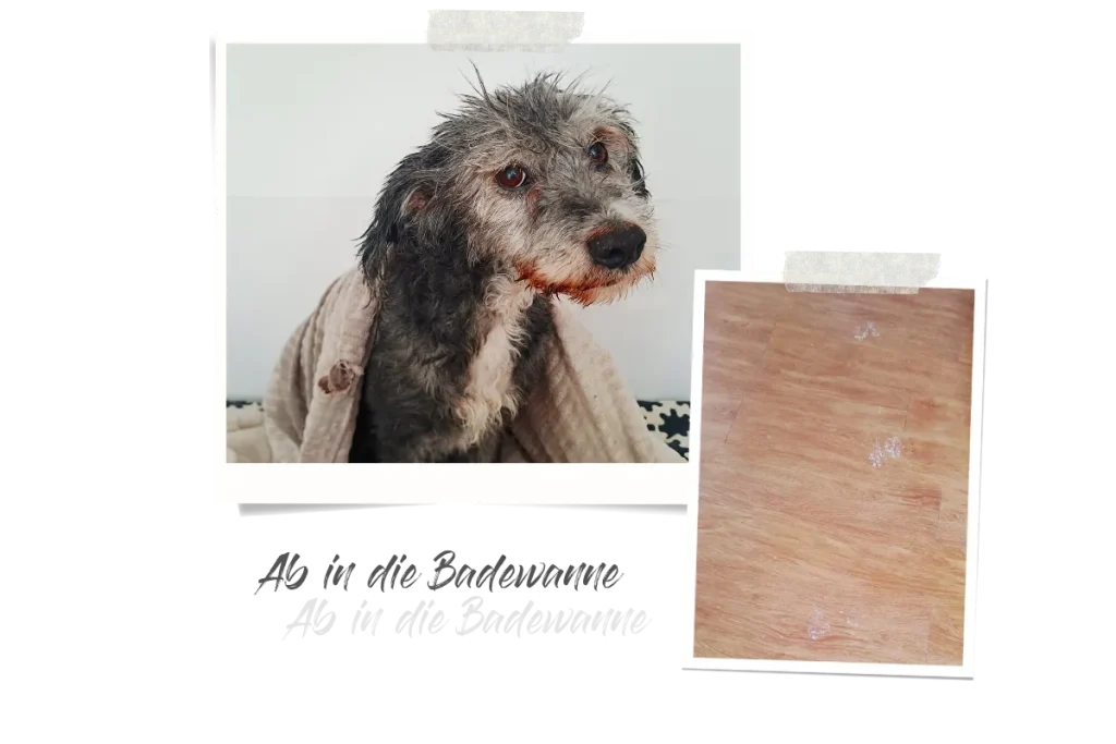 Zwei Polaroids, eins zeigt eine nasse Hündin, die mit großen Augen in die Kamera blickt, und das andere dreckige Pfotenspuren auf dem Boden.